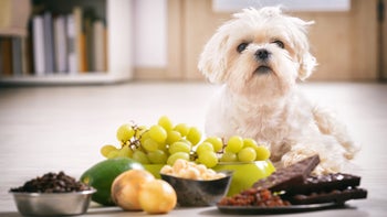Health: Dog: dog toxic food 903316860