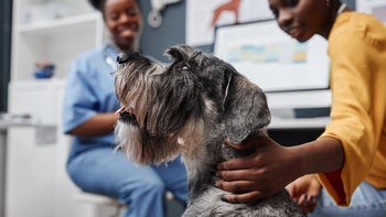 Dog: schnauzer- dog at veterinarian-2161355107
