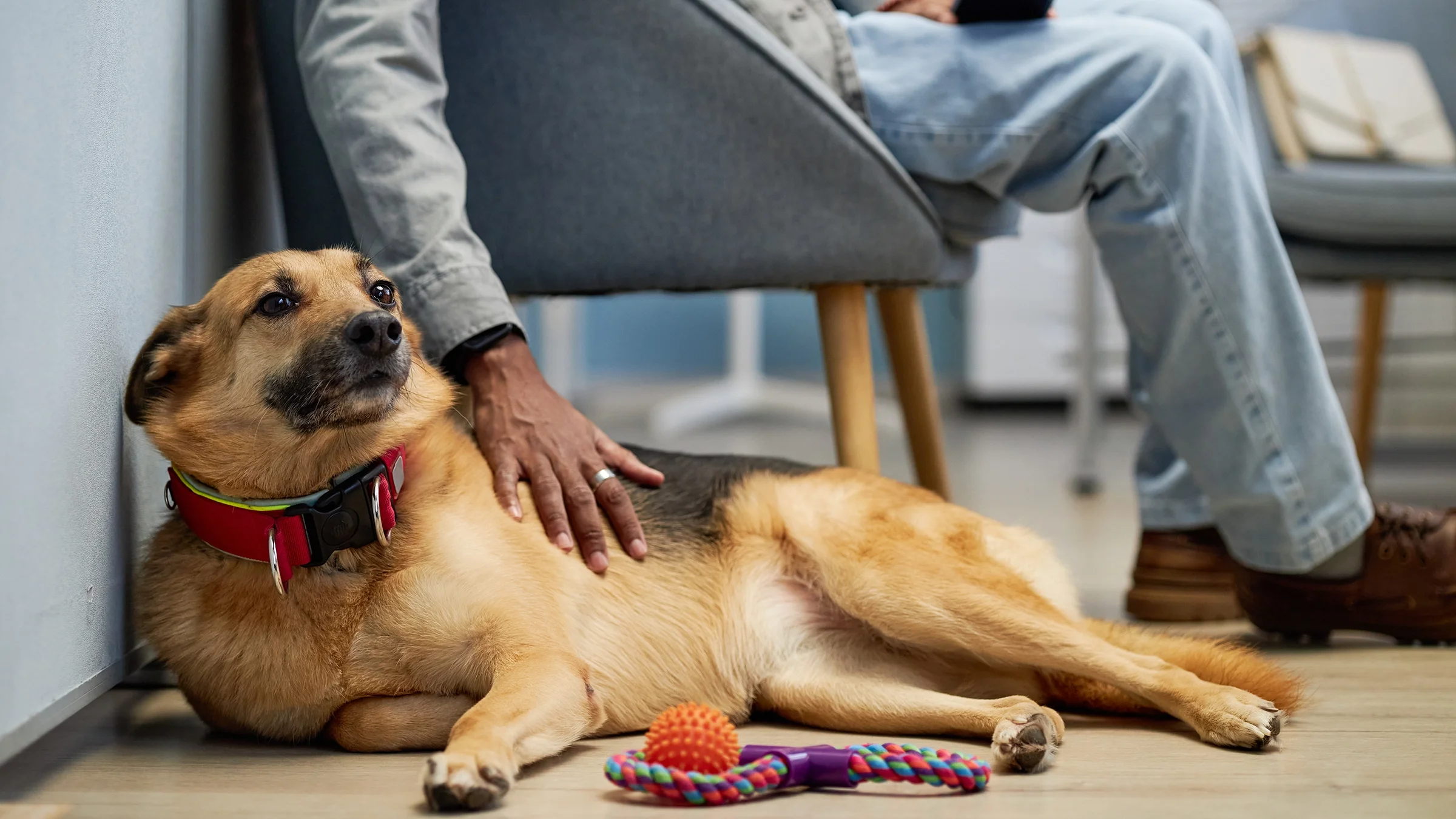 A dog lies on the floor waiting at the vet.