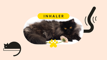 Patient Experience: pet care broken inhaler pet featured image