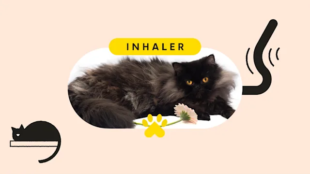 Patient Experience: pet care broken inhaler pet featured image