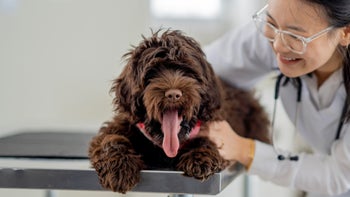 dog: brown dog at veterinary appointment 2163518833