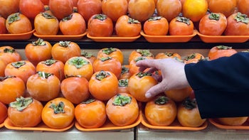 Gut health: closeup hand holding persimmon 1443513264