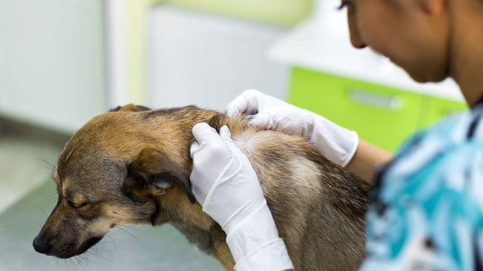 A veterinarian carefully examines a dog’s fur.