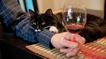 cat: cat leaning on owners arm with wine 1303749426
