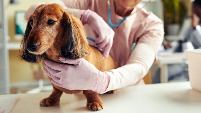 A dachshund stands on a table at a vet checkup.