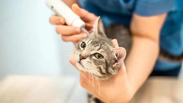 Mometamax for Cats: A 3-in-1 Medication to Treat Ear Infections