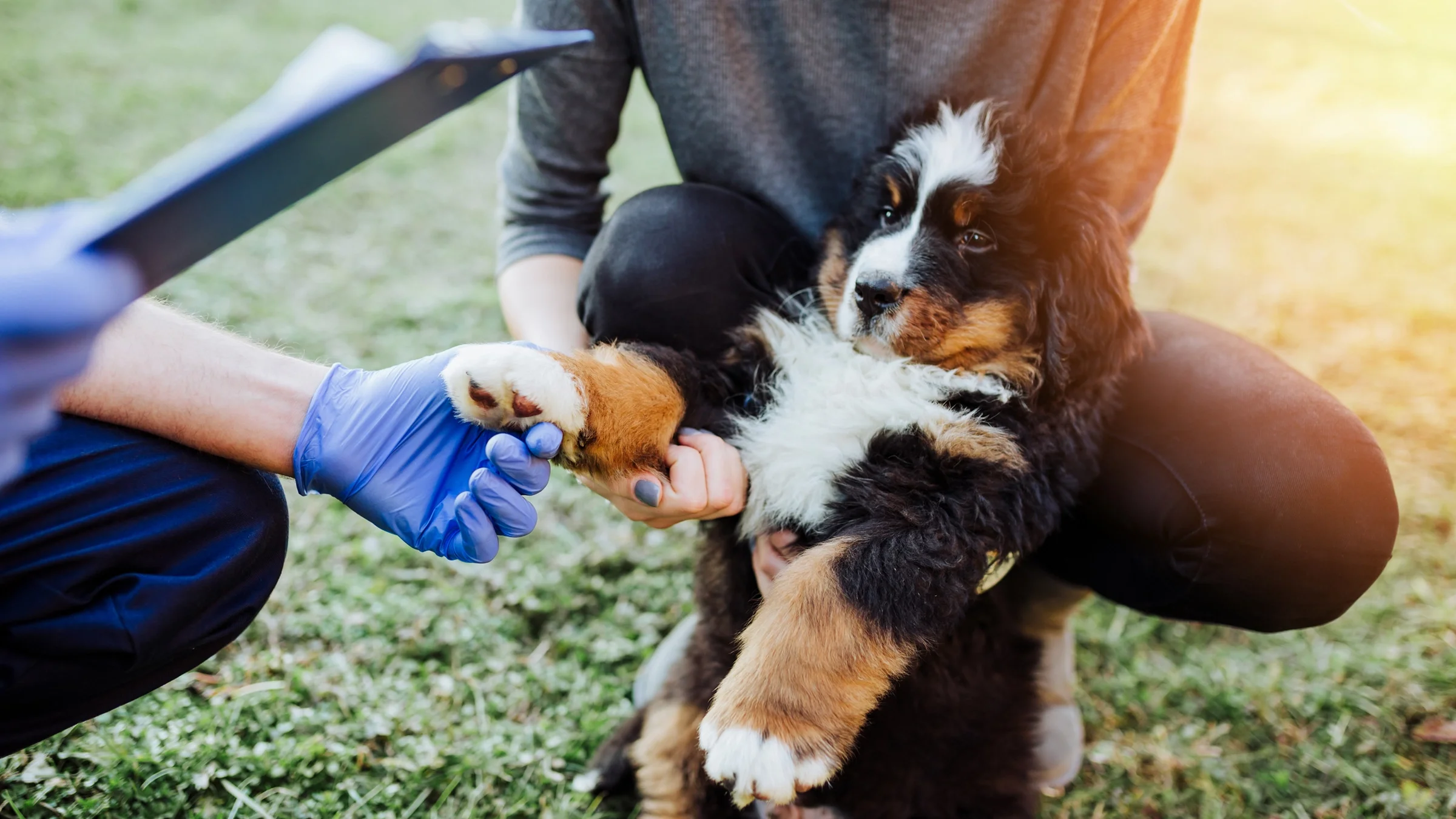A Saint Bernard puppy is being examined by a vet outdoors.