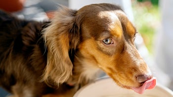 dog: dachshund drinking water 1598195842