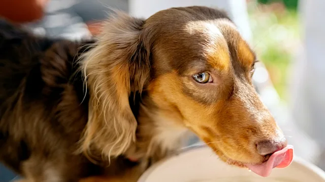 dog: dachshund drinking water 1598195842