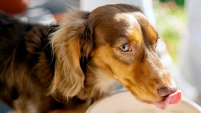 A dachshund drinks water from a big bowl at home.