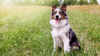 pet health: dog: collie sitting in field-1252414281