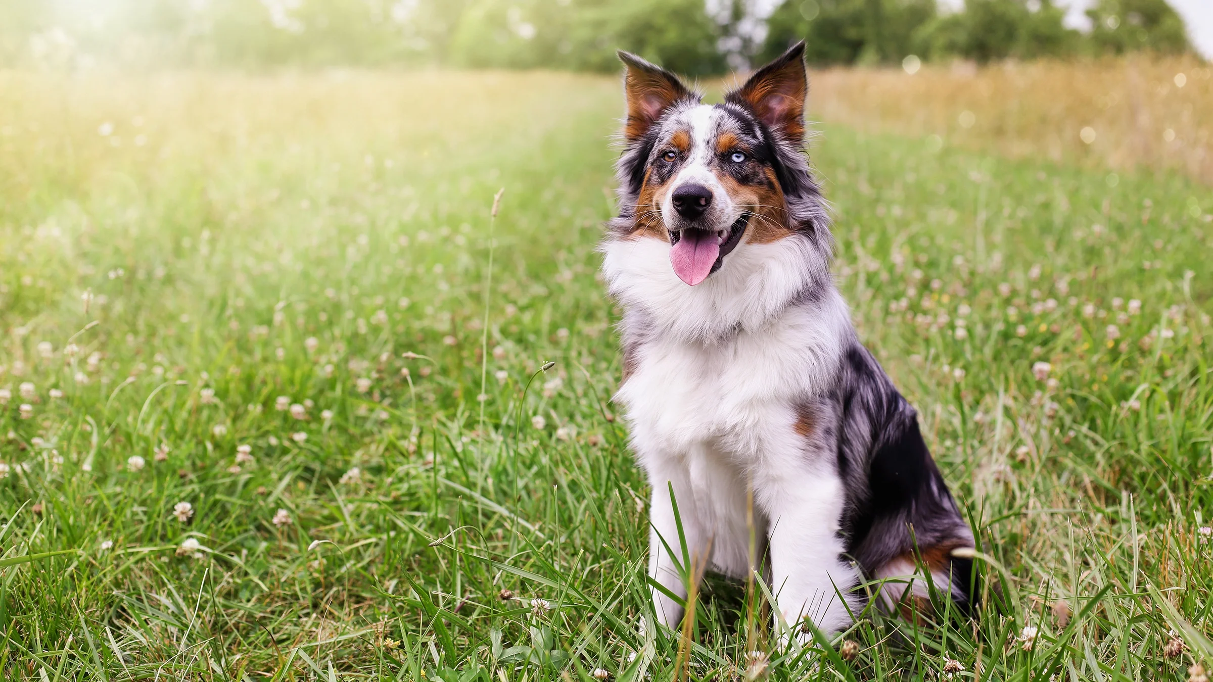 Border collie dog sitting in a field happy with it's tongue out.