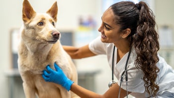 Health: Dog: vet petting dog at appointment 1435341702