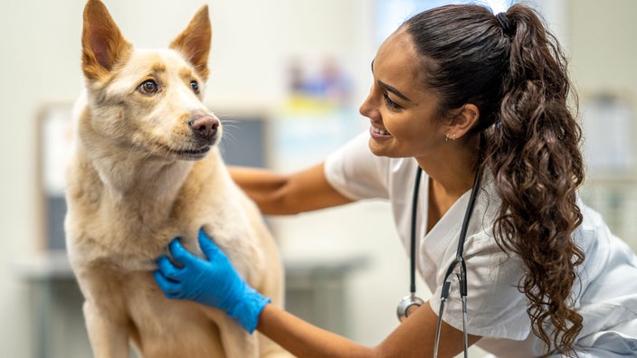 which injection is given to dog