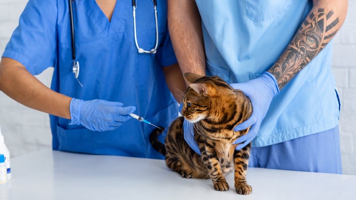 A close-up of a cat receiving a vaccination.