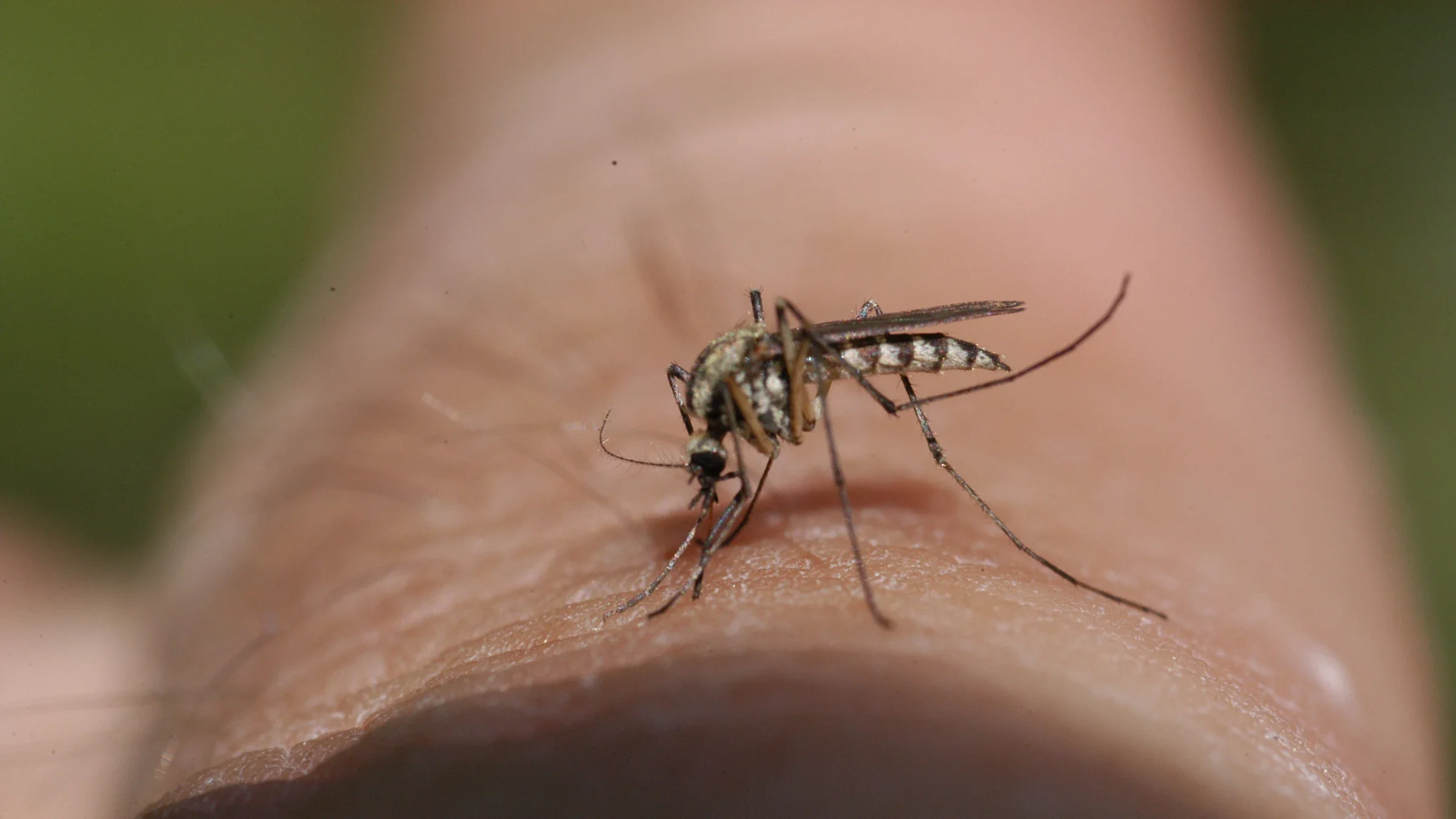 Close-up of a mosquito on a person's arm or leg.
Ihor-photograf/iStock via Getty Images
