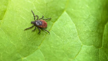 lyme-disease: bug bite: bug: tick on bright green plant-542944596