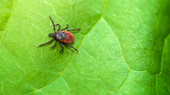 lyme-disease: bug bite: bug: tick on bright green plant-542944596