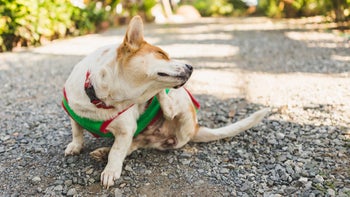 dog: dog scratching while out for a walk 974643190
