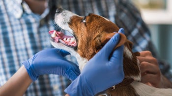 dog: dog at vet exam 820366140