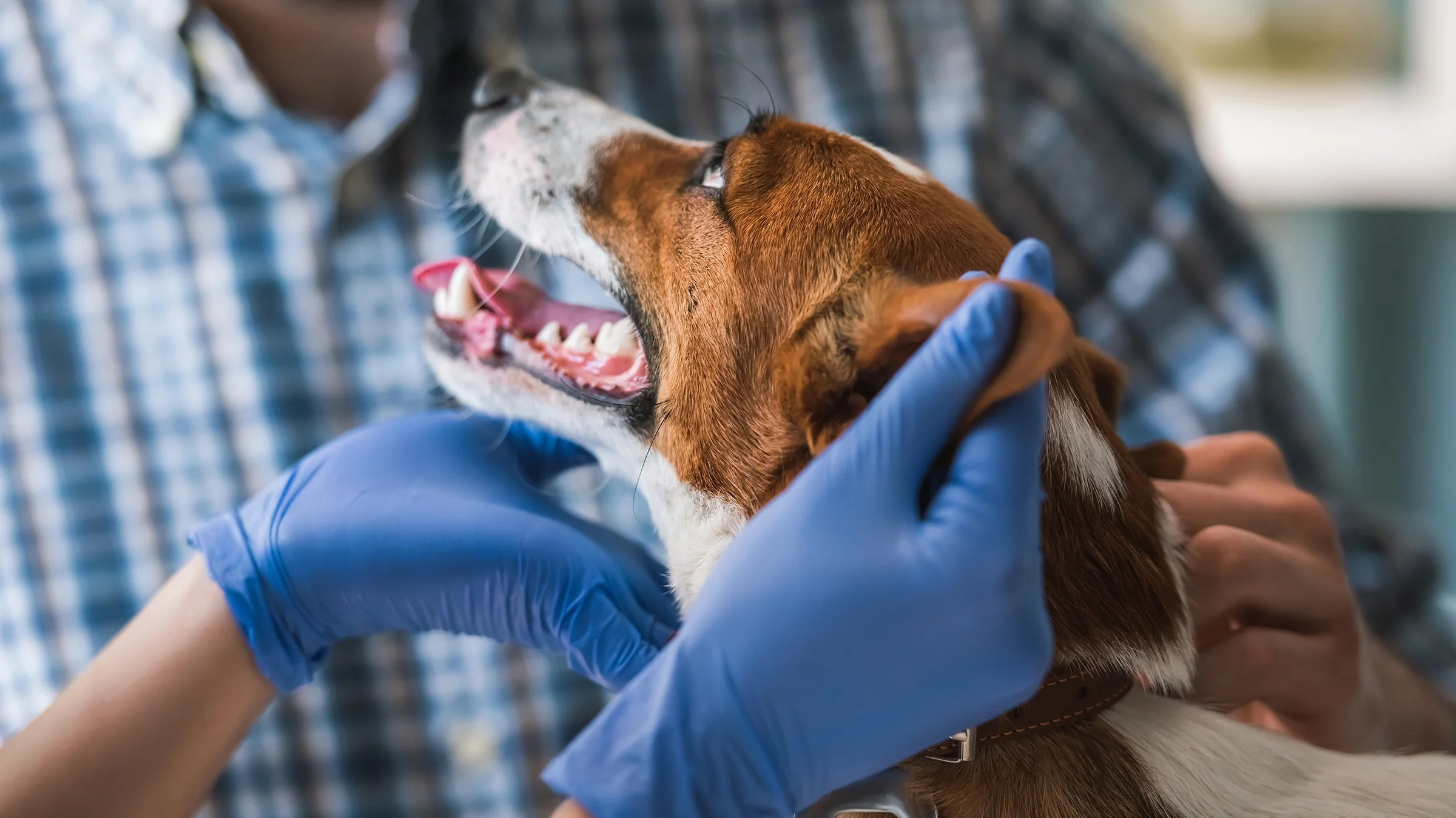 A dog is examined by a veterinarian.