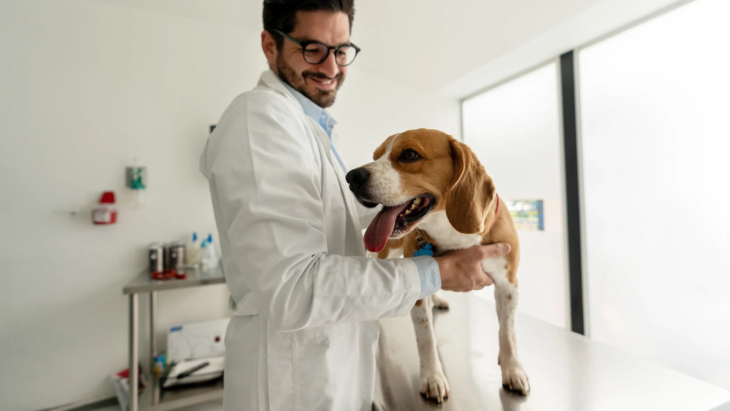 A veterinarian is examining a beagle dog at a clinic.