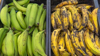 diet-nutrition: green and ripe plantains 1970955666
