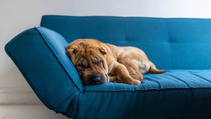A Shar-Pei dog sleeps on a vibrant blue sofa.