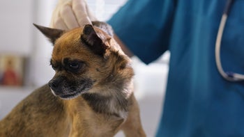 Pet: vet examining dog skin 1453614217