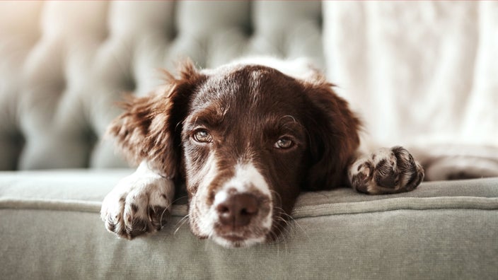 Dog lying on couch.