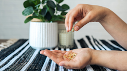 A person is holding a pile of clear capsules in their hand. 
Bohdan Bevz/iStock via Getty Images Plus