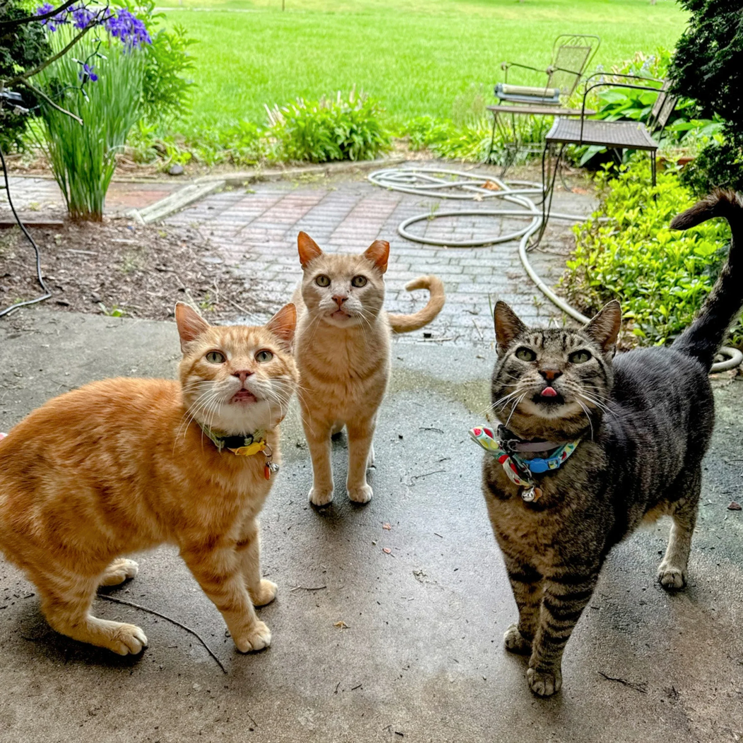 Angela Haupt’s three cats are pictured.