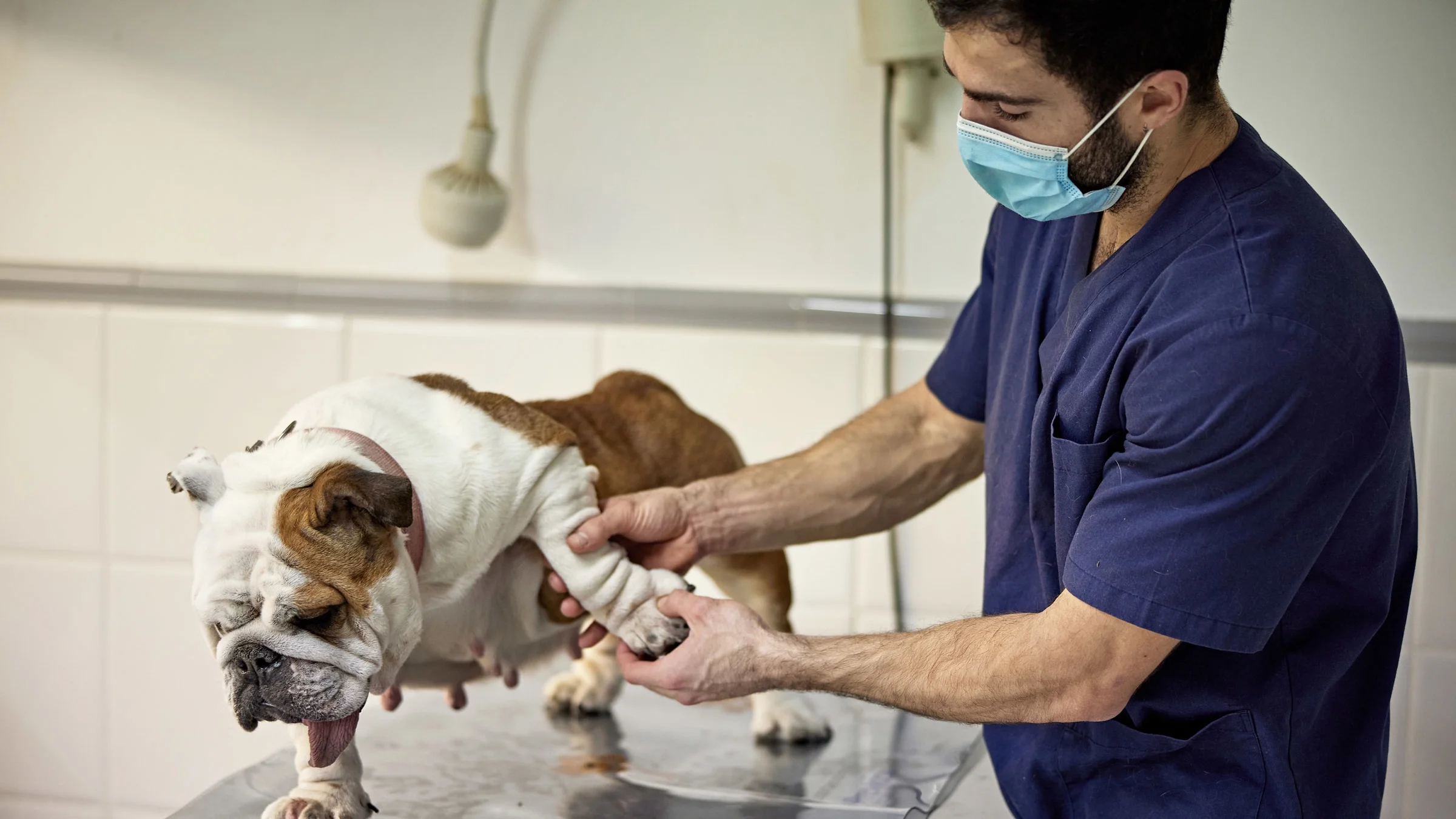 A vet checking a bulldog's mobility.
