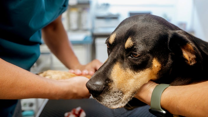 Is It Safe For Dogs With Arthritis To Take Ibuprofen?