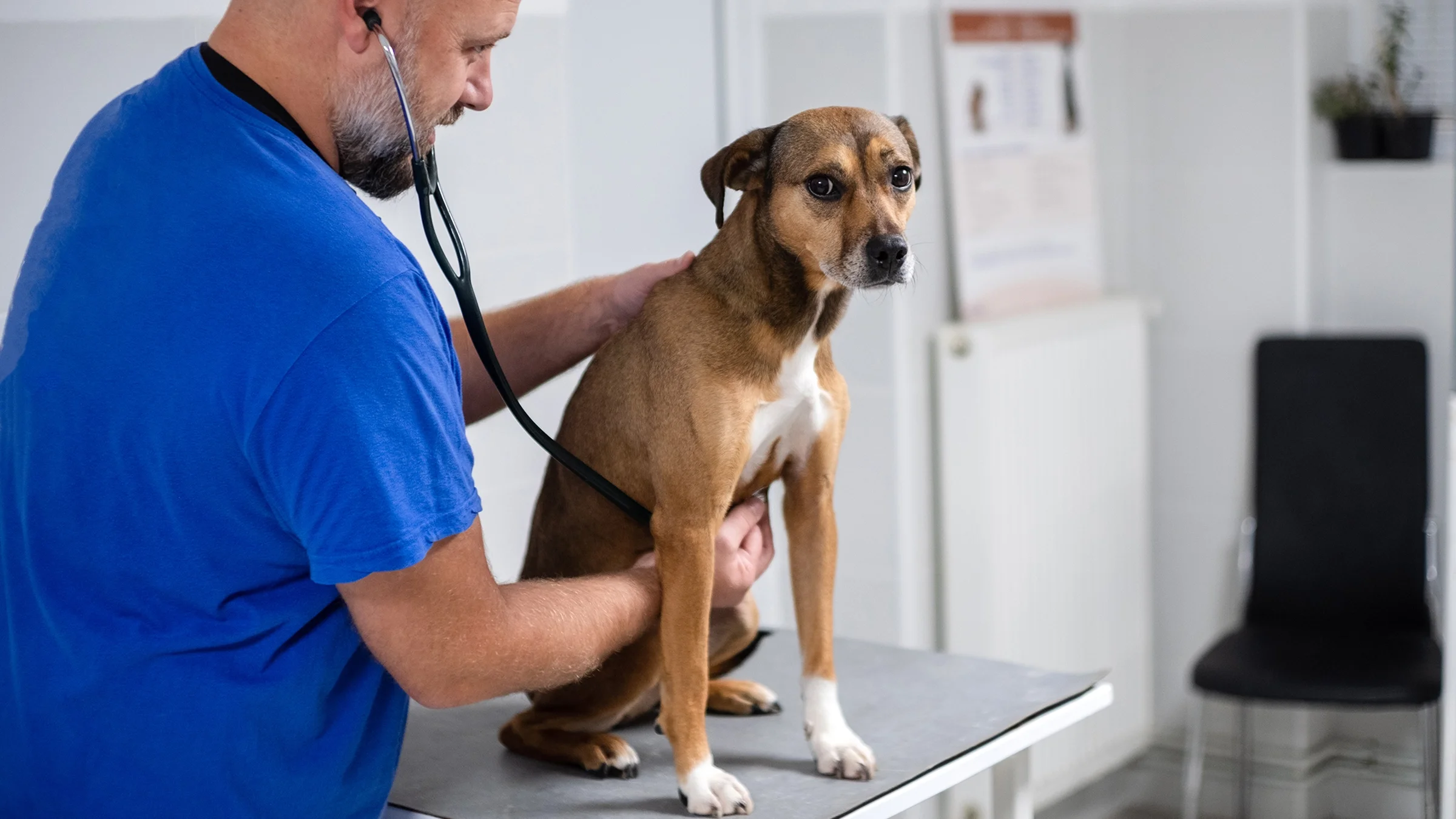 A veterinarian examines a dog with a stethoscope.