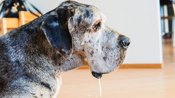dog: portrait of great dane drool 2150506973