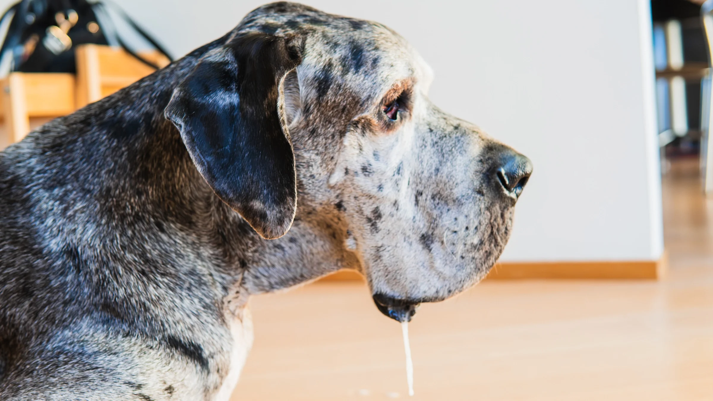 A Great Dane has drool hanging from its mouth in a portrait.