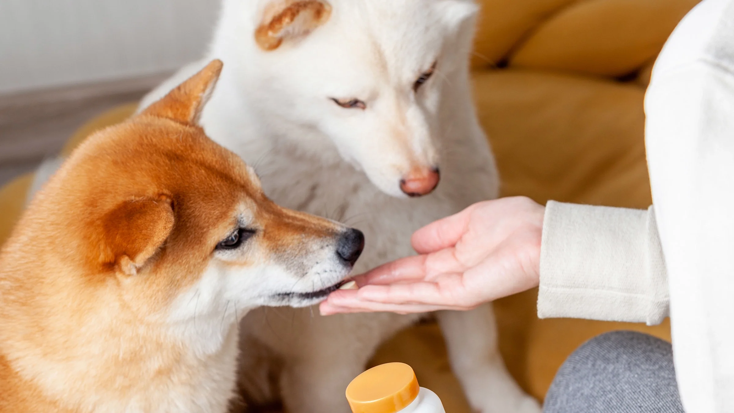A hand giving medicine to 2 dogs.