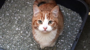 Cat: cat in litter box 1200556128