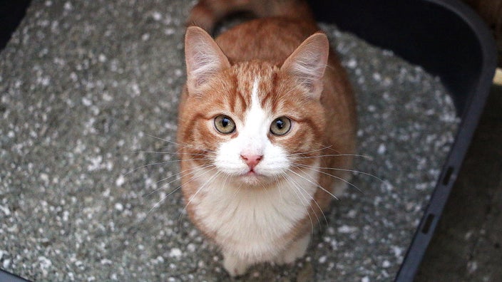 An orange cat is sitting in a litter box.