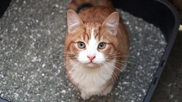Tapeworms in Cats: Learn to Recognize and Treat This Common Parasite