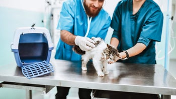 cat: cat examination 1315171982