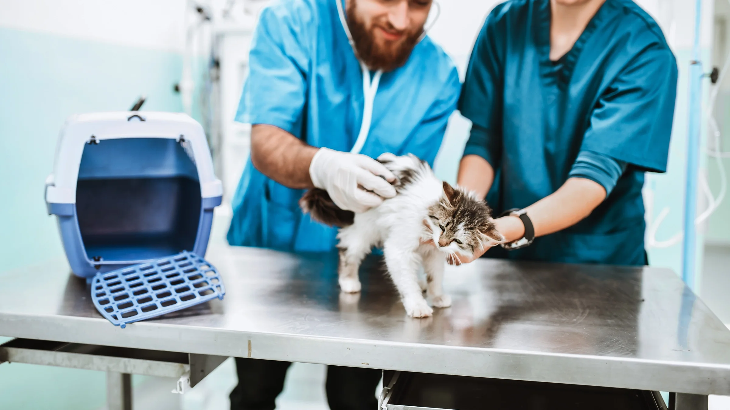 A vet is examining a cat during a checkup.