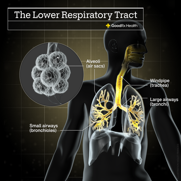 A 3D illustration of the upper respiratory tract including alveoli (air sacs), windpipe (trachea), large airways (bronchi), and small airways (bronchioles).