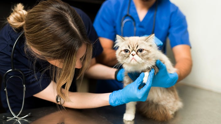 Cat Hissing and Growling? What You Need to Know - The Vets