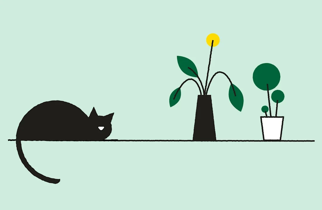 Gabapentin for Cats: A Common Option for Pain and Anxiety article image