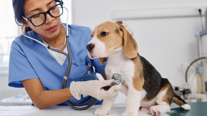 Vet examining puppy with a stethoscope.