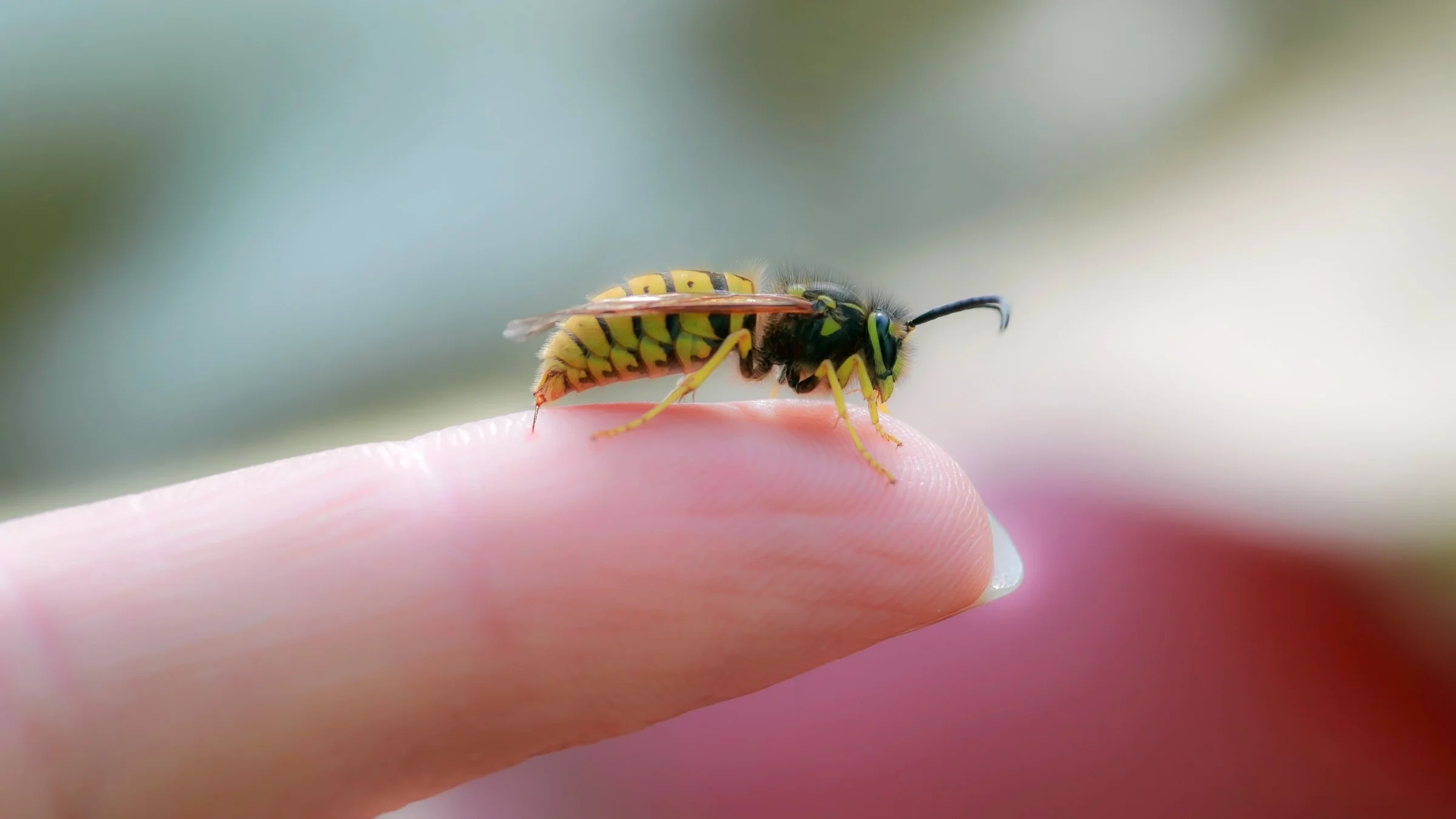 A macro shot of a bee resting on someone's finger.