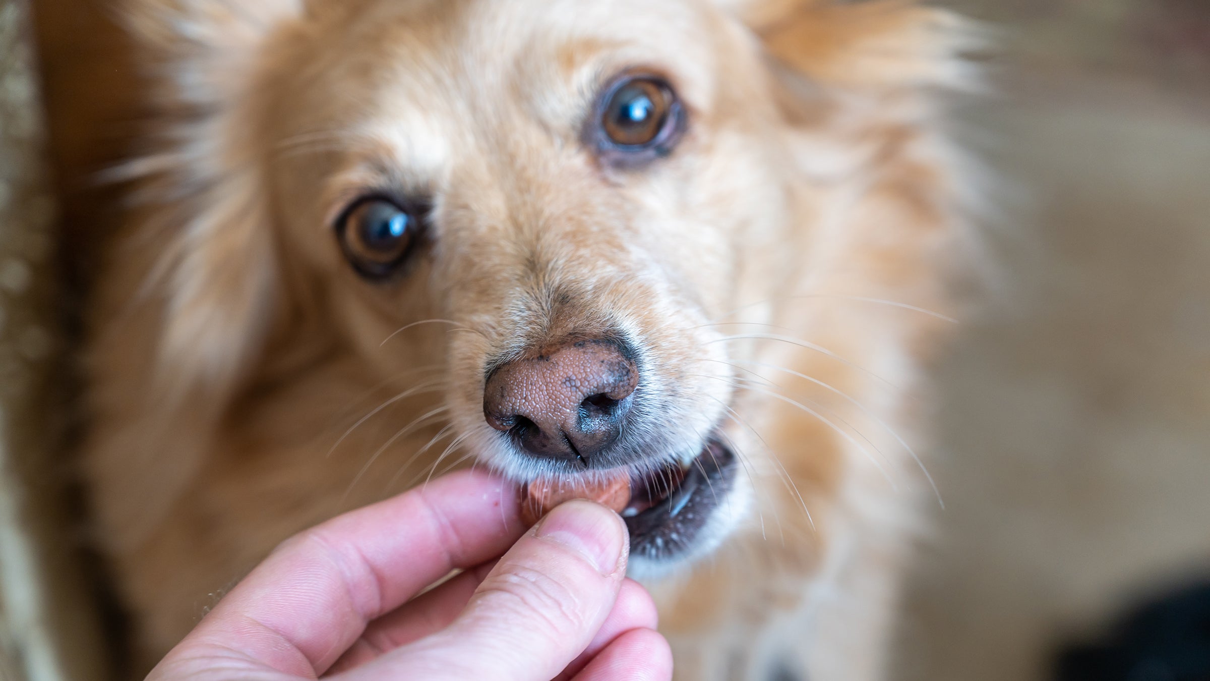 Bravecto for Dogs Uses Dosage Side Effects GoodRx